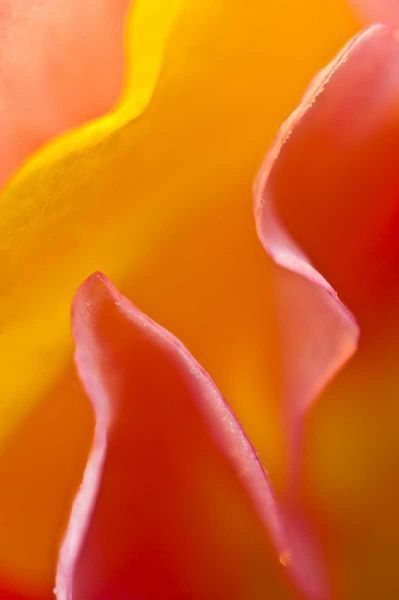 Abstract detail of flower petals